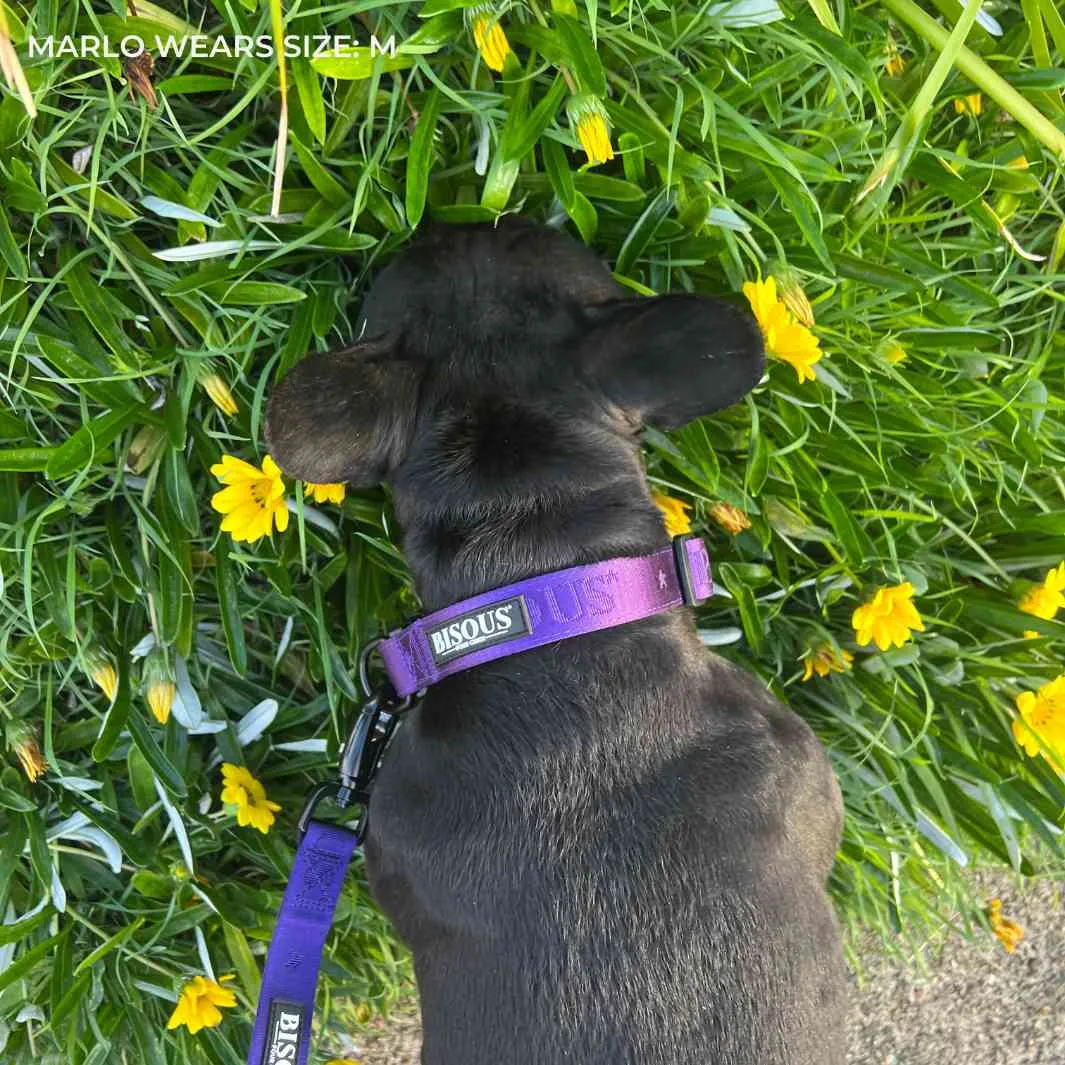 Classic Dog Collar | Purple